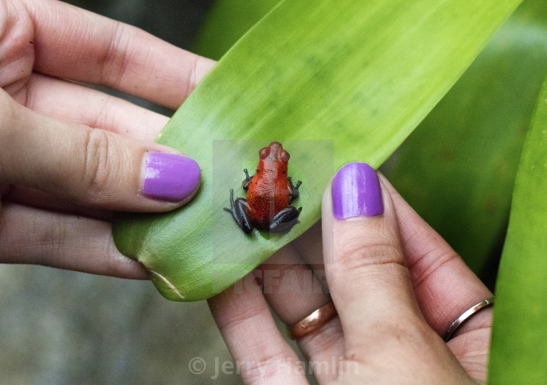 "A frog with nail polish" stock image