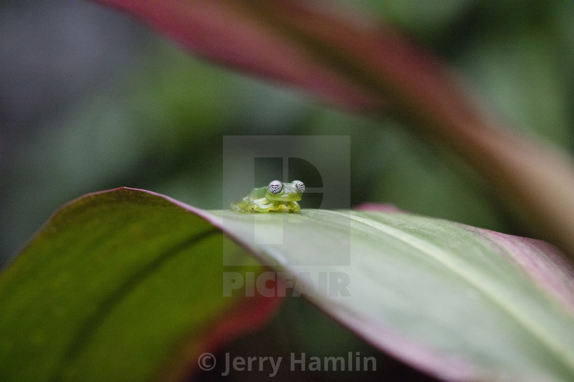 "Glass frog on a leaf" stock image