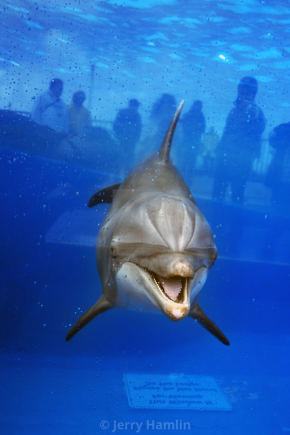 "Dolphin at Marineland" stock image