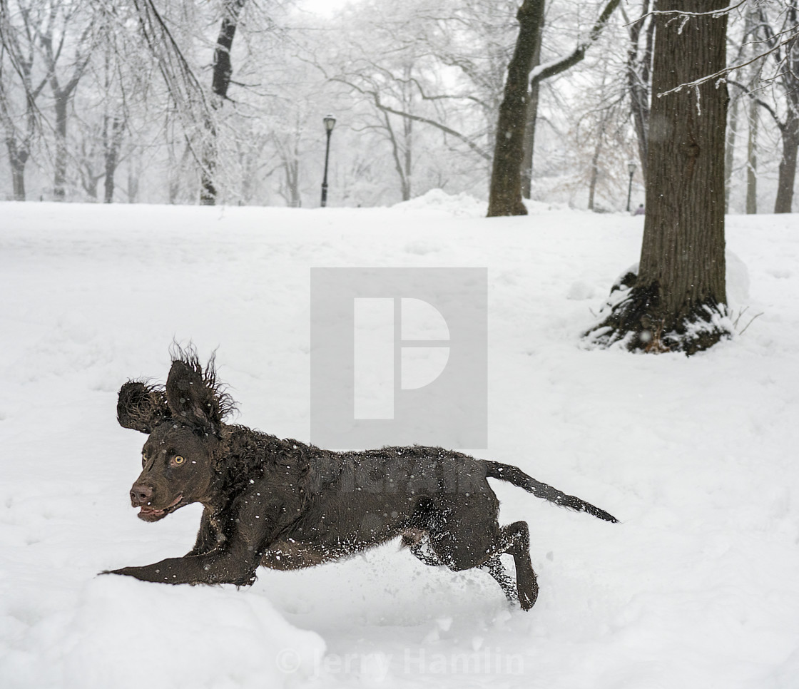 "A Dog in the Park" stock image