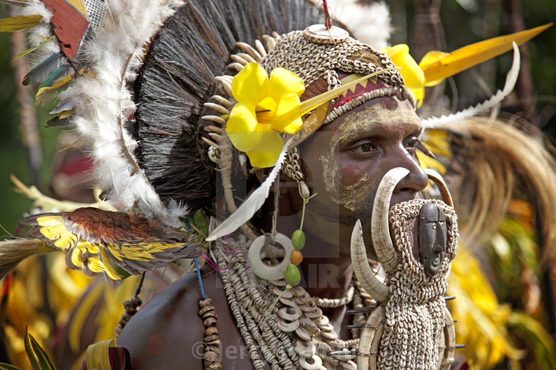 "Sepik Warrior in full regalia" stock image