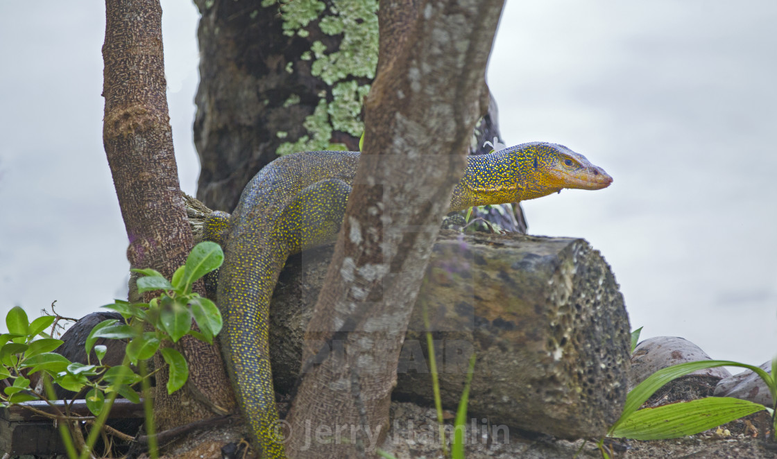 "Solomon Island Spiny Monitor" stock image