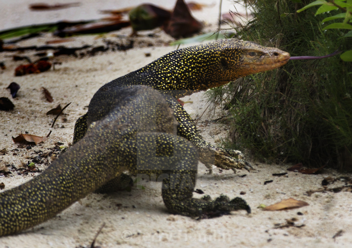 "A Solomon Island spiny monitor" stock image