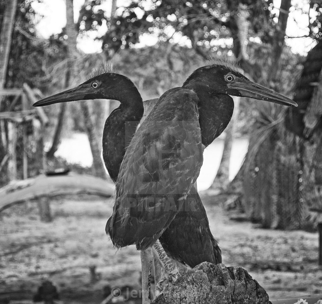 "Two Young Cranes in the Trobriand Islands" stock image