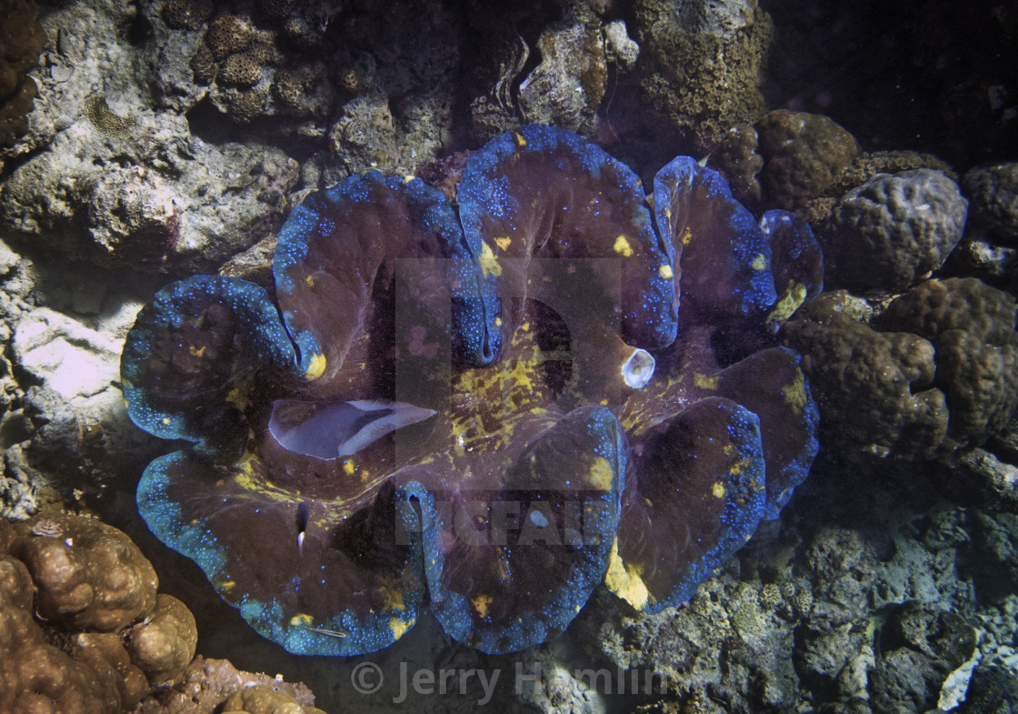 "Giant Clam" stock image