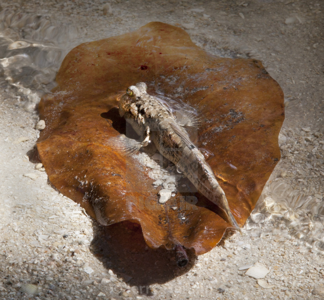 "Mud Skipper Gobie" stock image