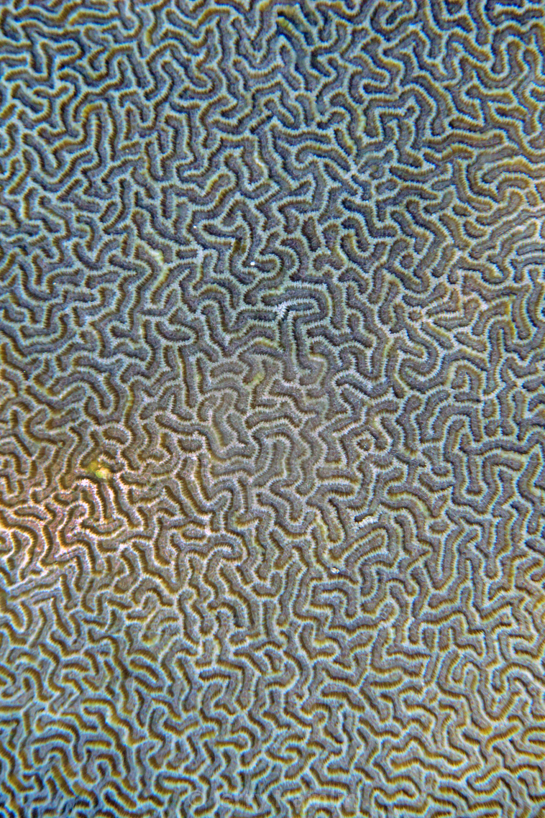 "Brain Coral detail" stock image