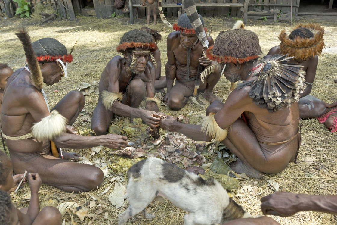 "Dani Tribespeople share meat at a pig feast" stock image