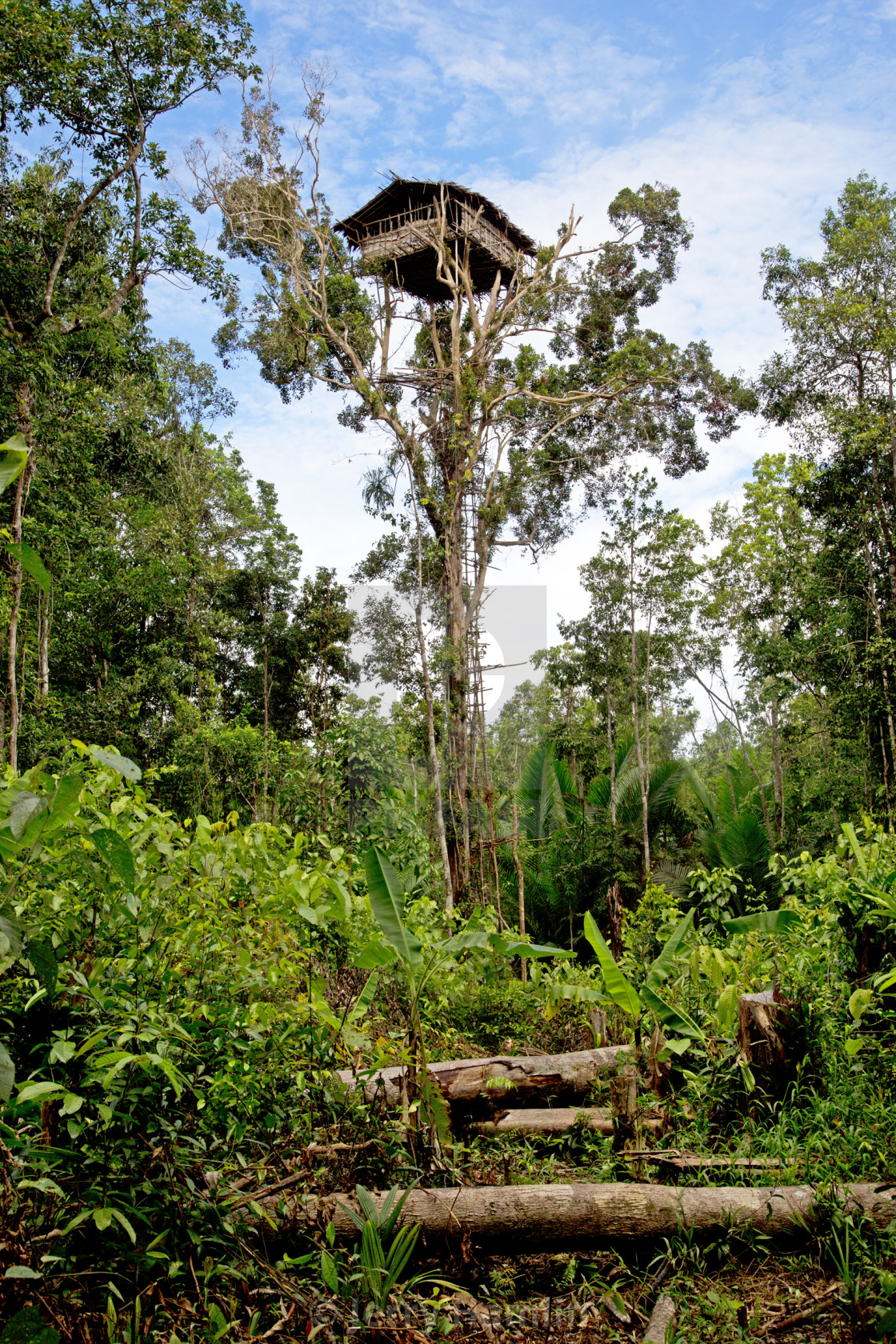 "Korowai Tree House" stock image