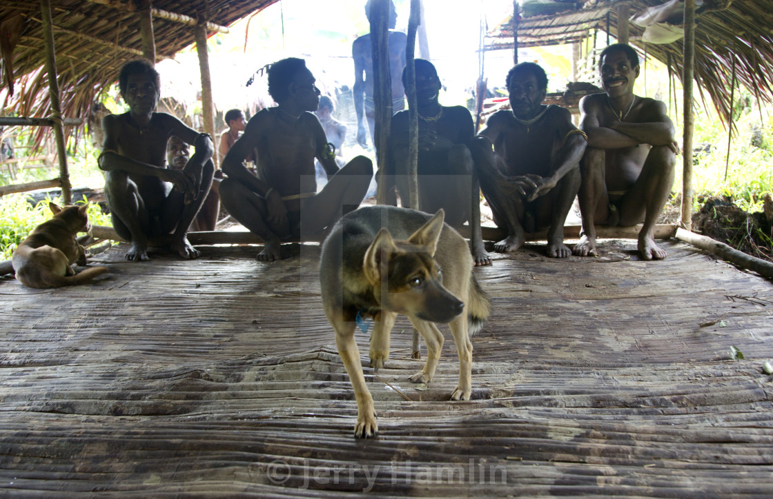 "Korowai Dog" stock image