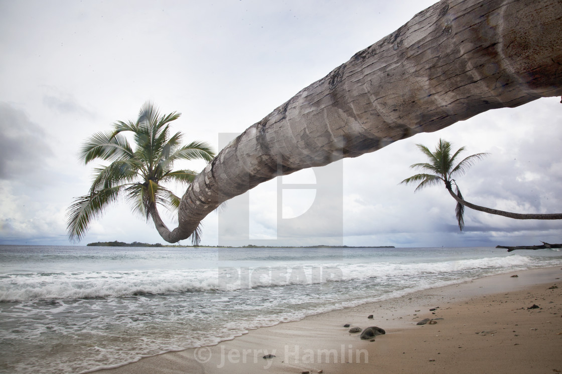 "Horizontal Palms" stock image