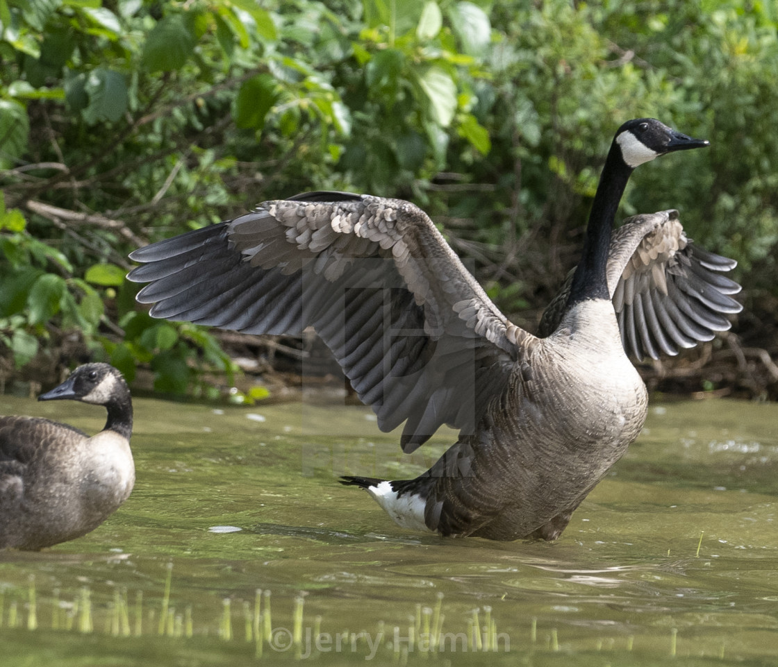 "Canada Goose in Canada" stock image