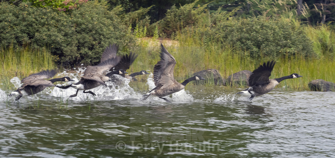 "Canada Geese taking Off" stock image