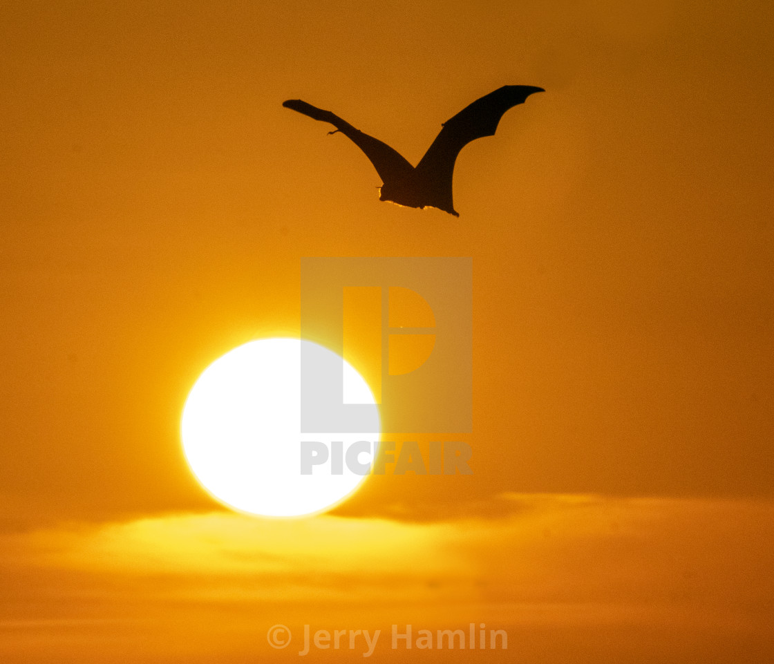 "Sun Bat" stock image