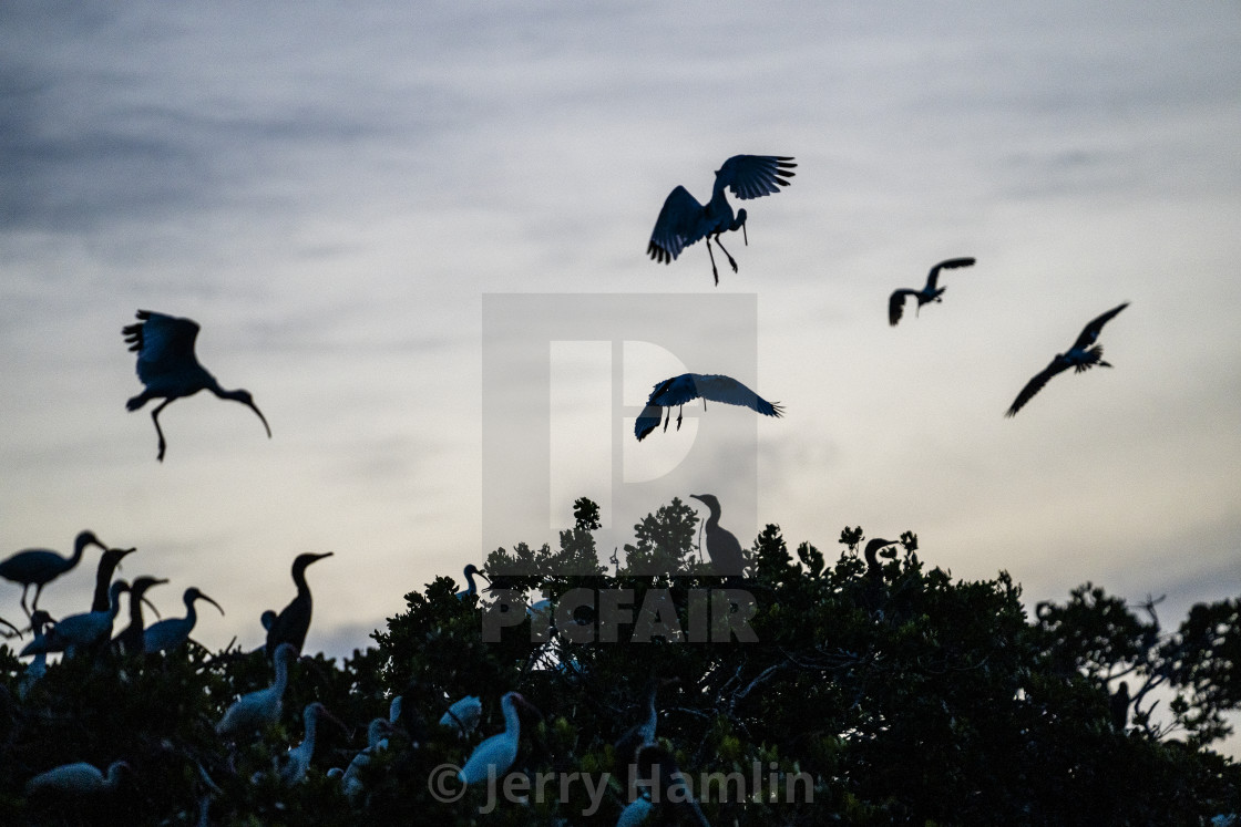 "Night Fliers" stock image