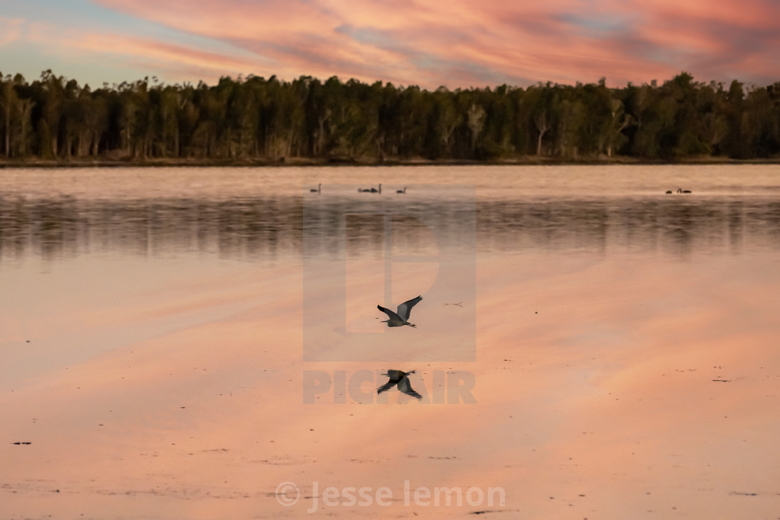 "Reflections" by Jesse lemon - $12.23 "Reflections" stock image
