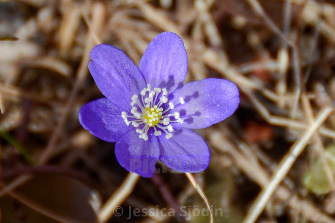 "Signs of spring" stock image