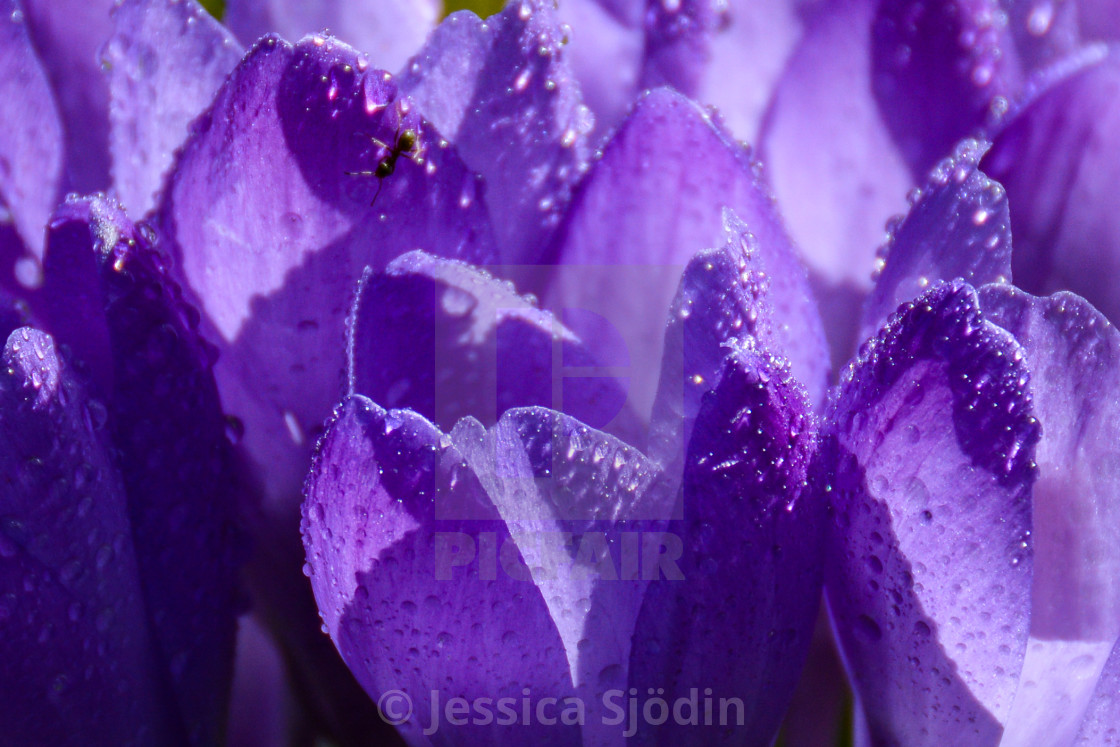 "Purple spring joy" stock image