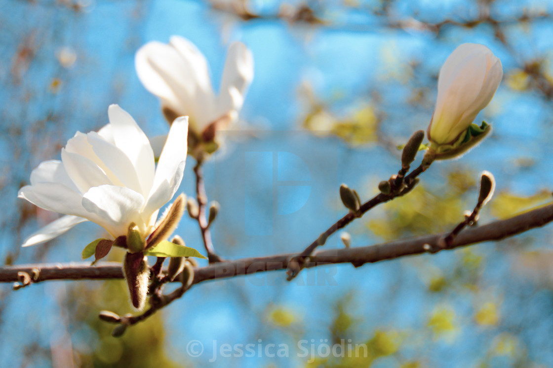 "Welcome spring!" stock image