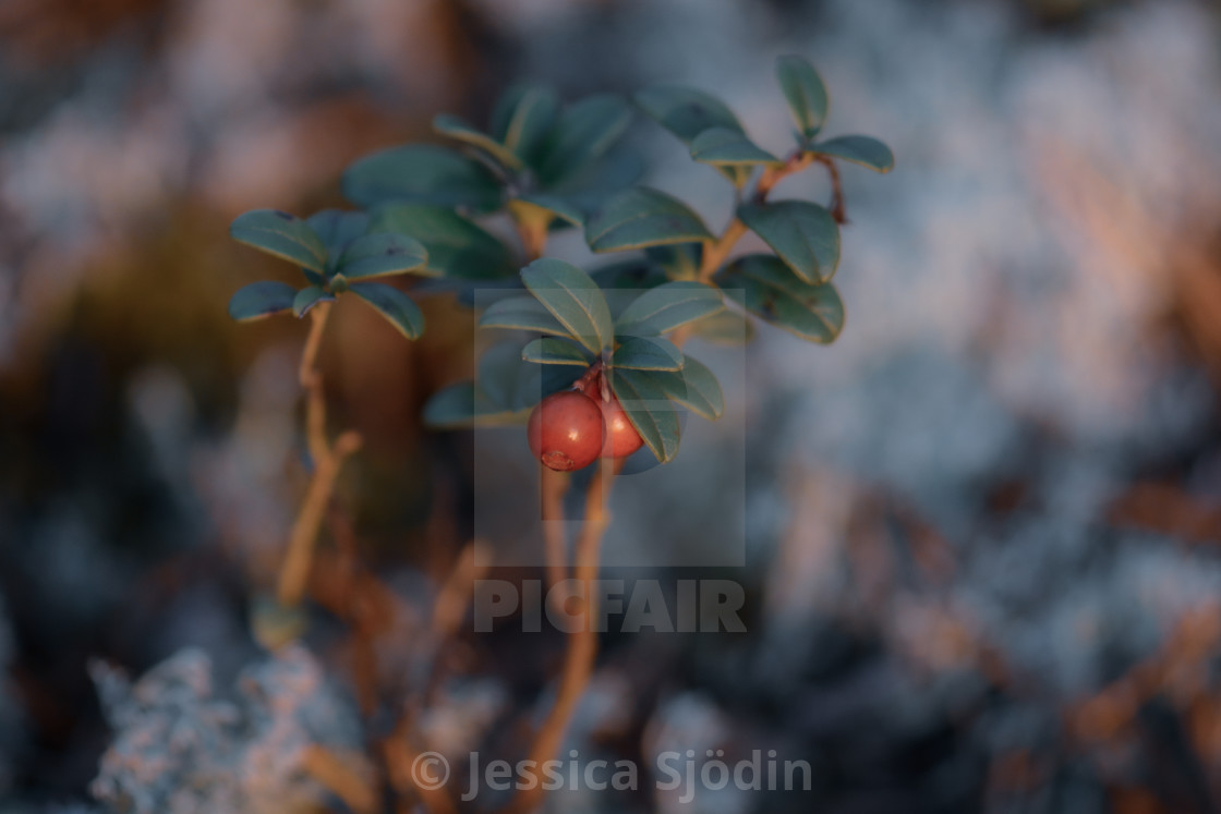 "The lingonberry couple" stock image