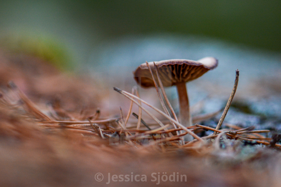 "A protected mushroom" stock image