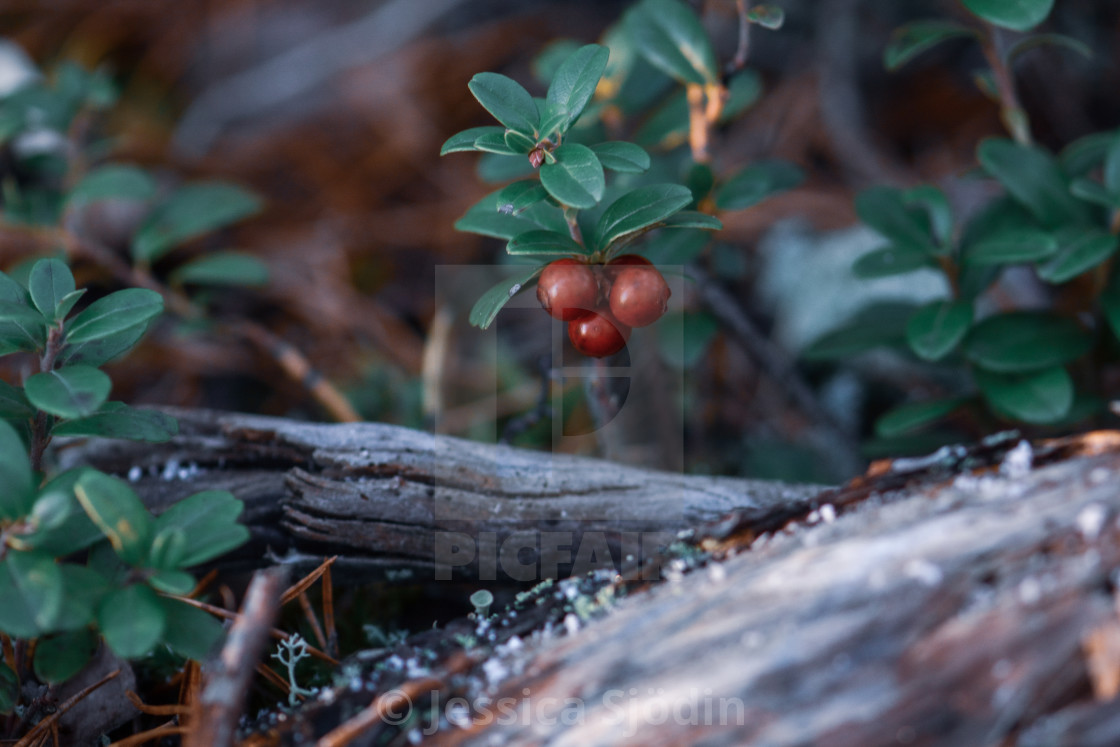 "Hidden" stock image