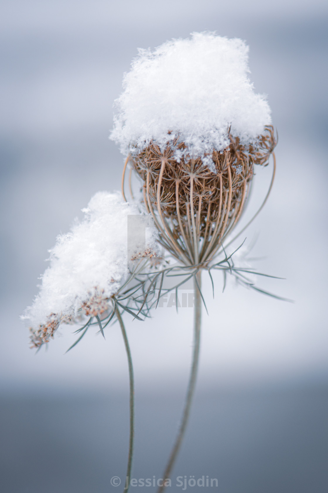 "Hats of snow" stock image