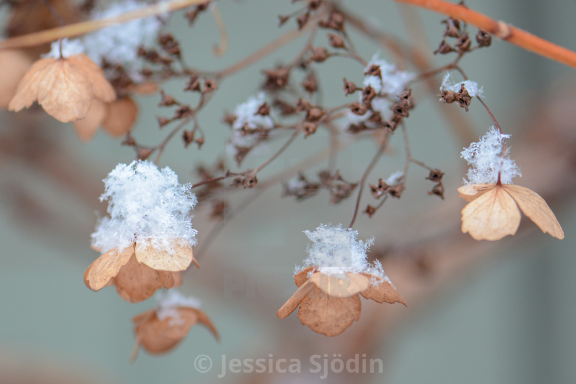 "Softness in December" stock image