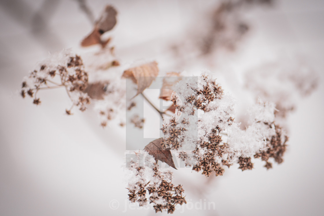 "The first snow" stock image