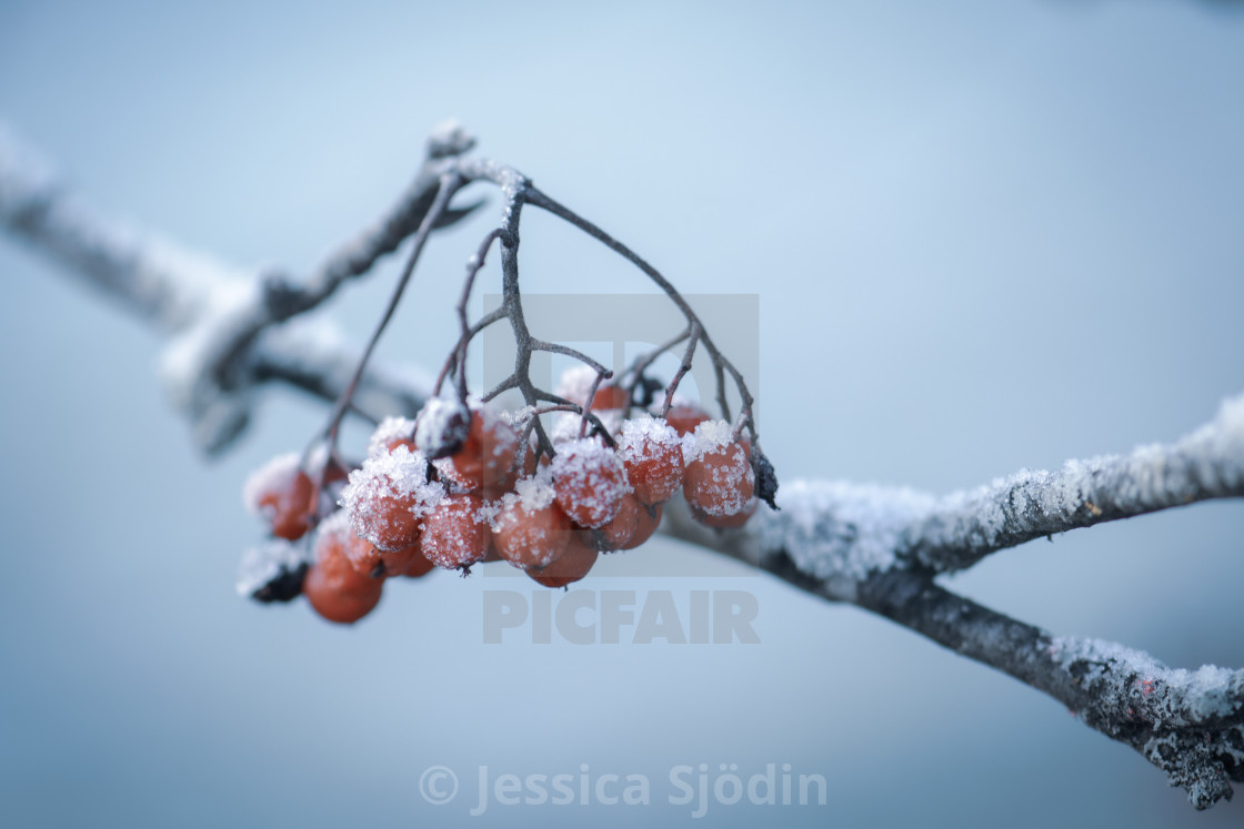 "Art of nature & snow" stock image