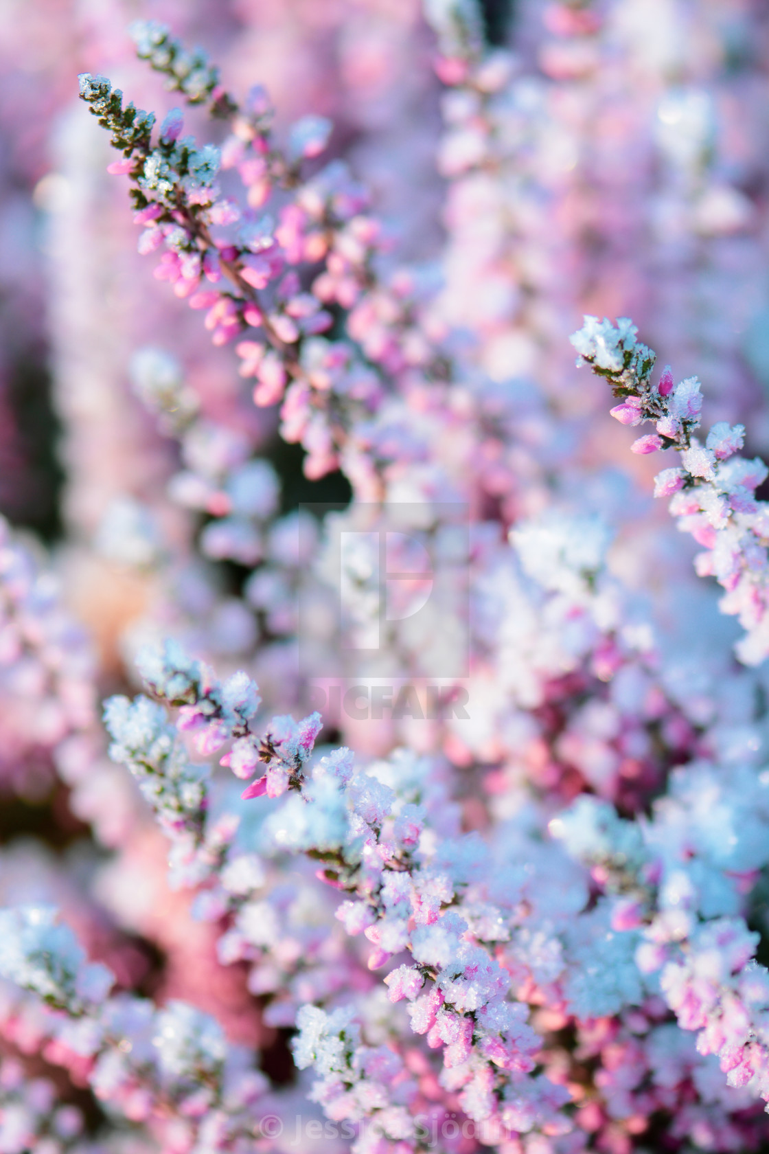 "Heather with frost" stock image