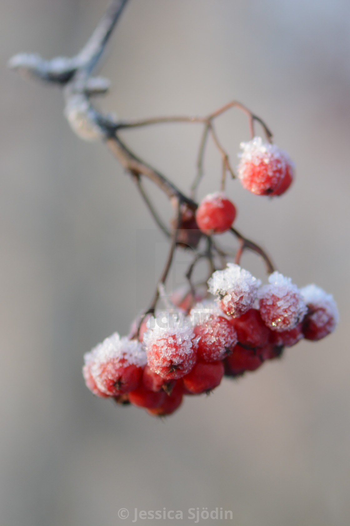 "Frozen berries" stock image