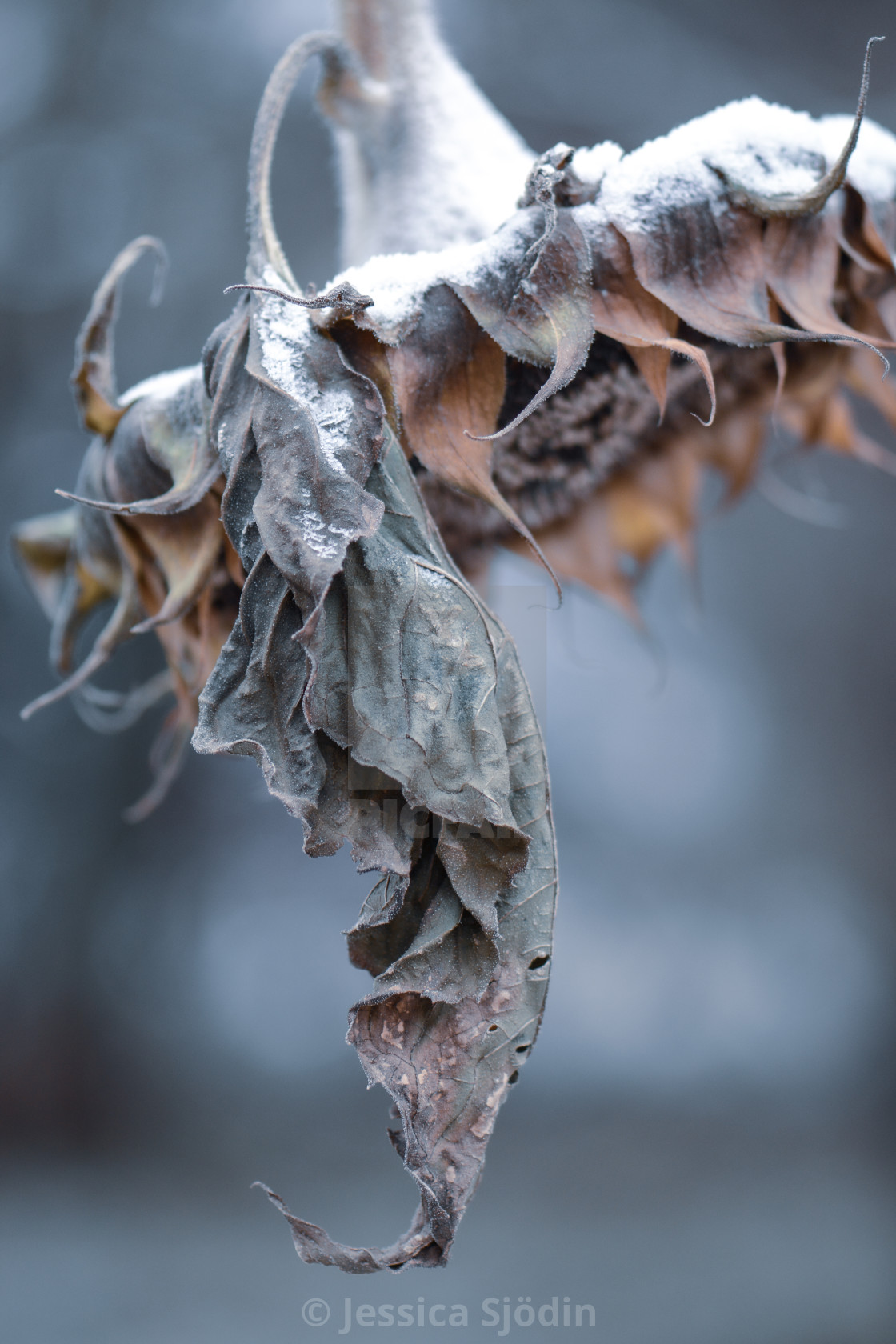 "The cold sunflower" stock image