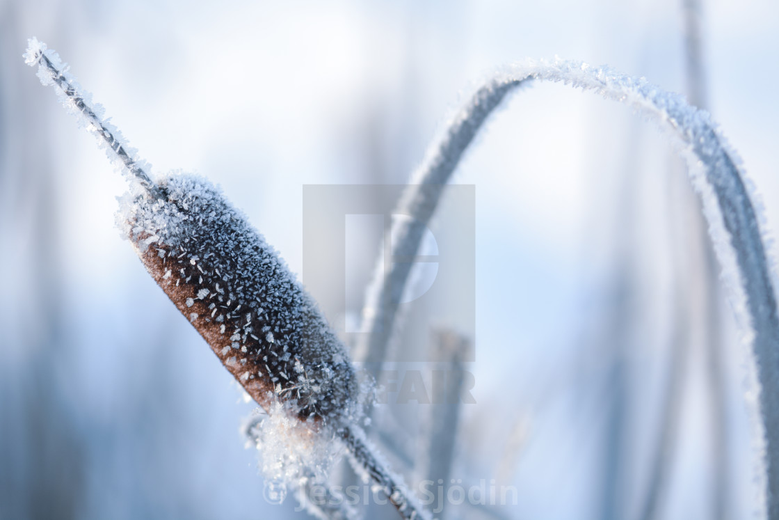 "Winter art in nature" stock image