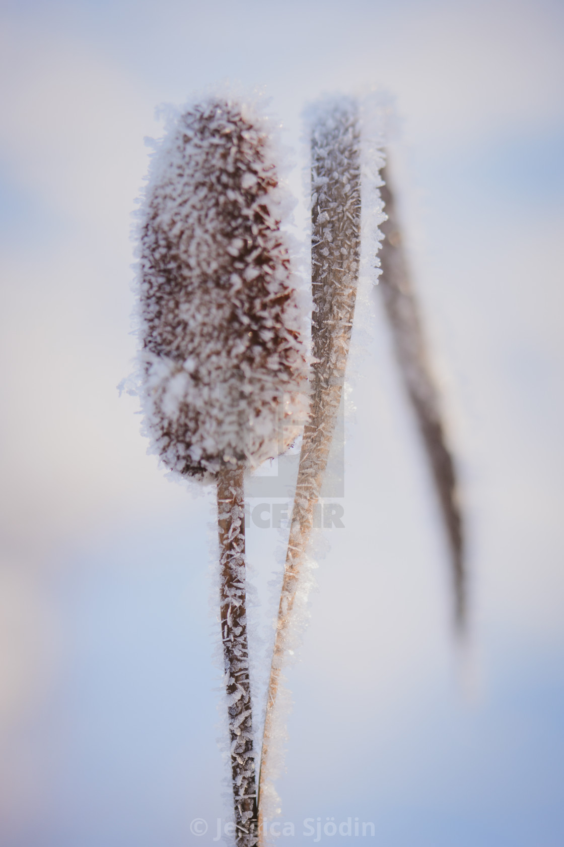 "The frozen cattail" stock image