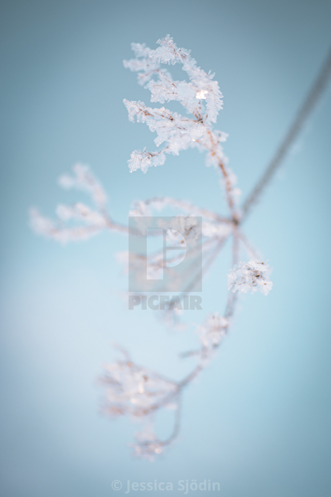 "Frosty art" stock image