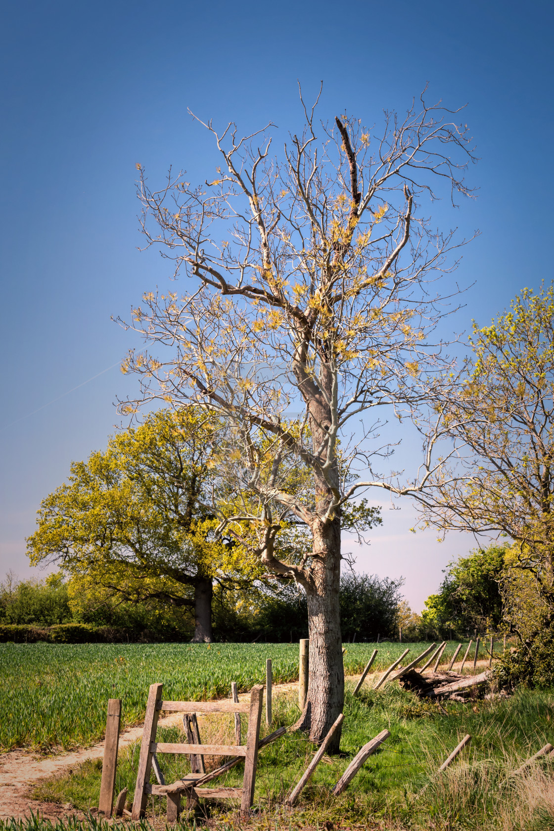 "Rural Kent" stock image