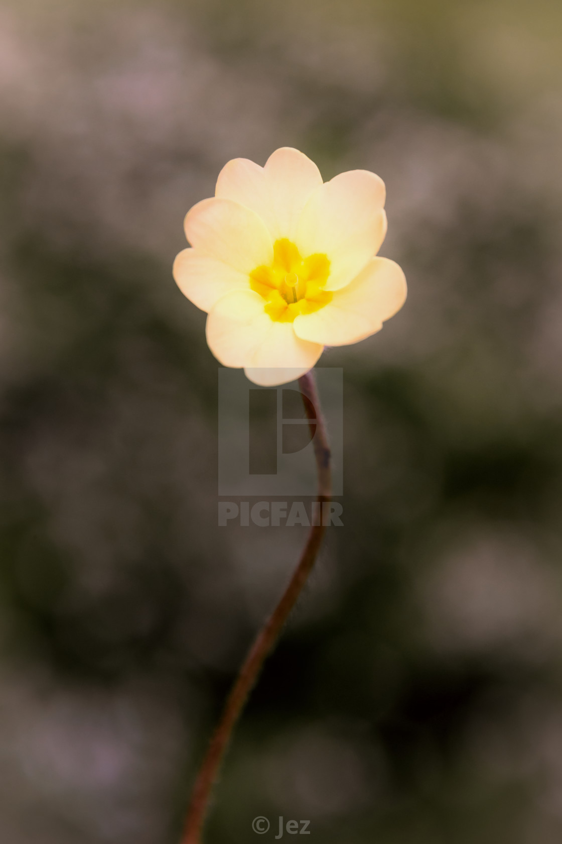 "Primrose" stock image