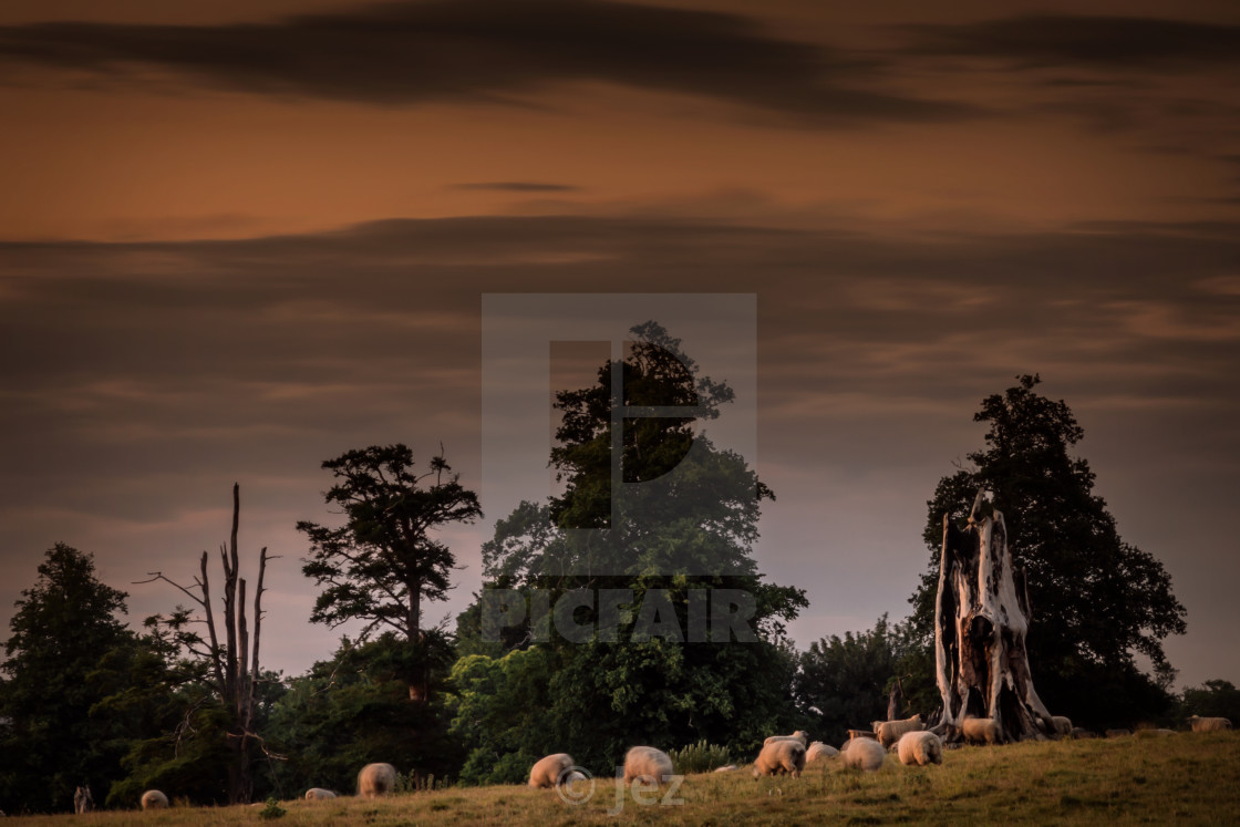 "Rural Grazing" stock image