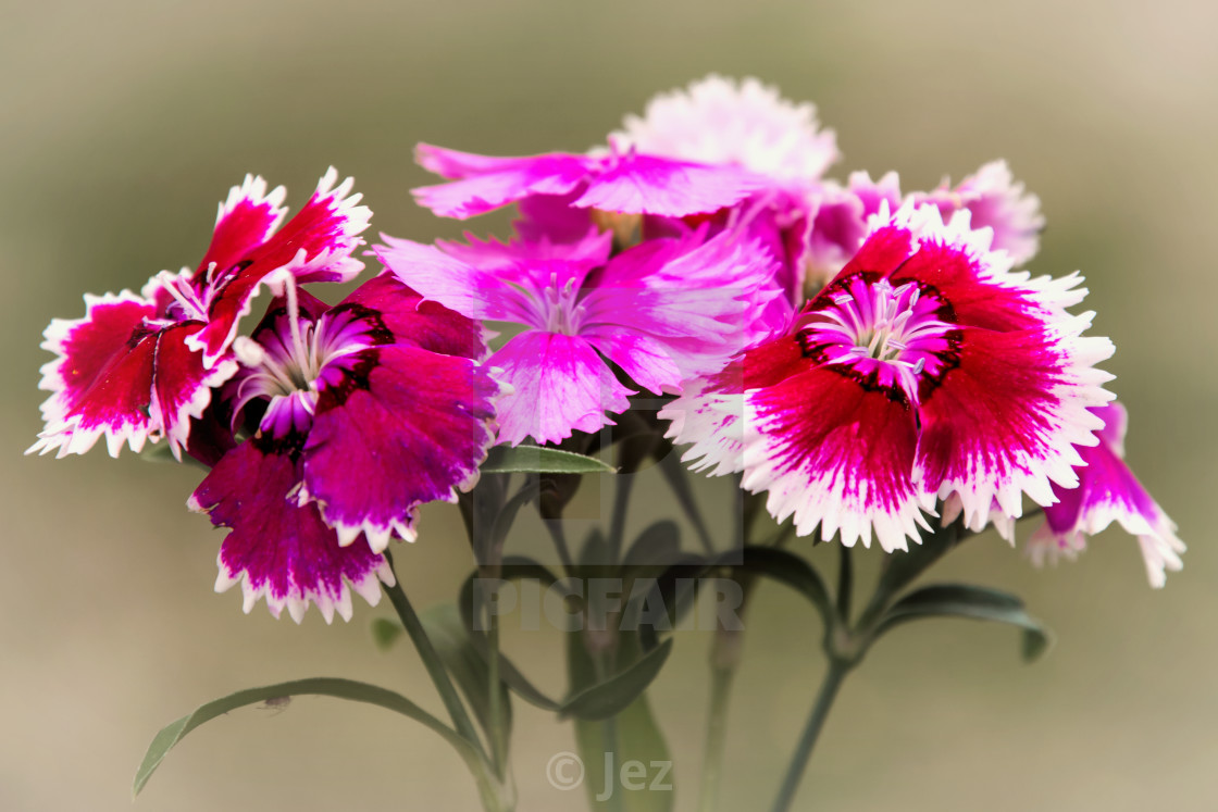 "Dianthus" stock image