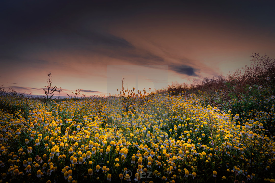 "Colour of the night" stock image