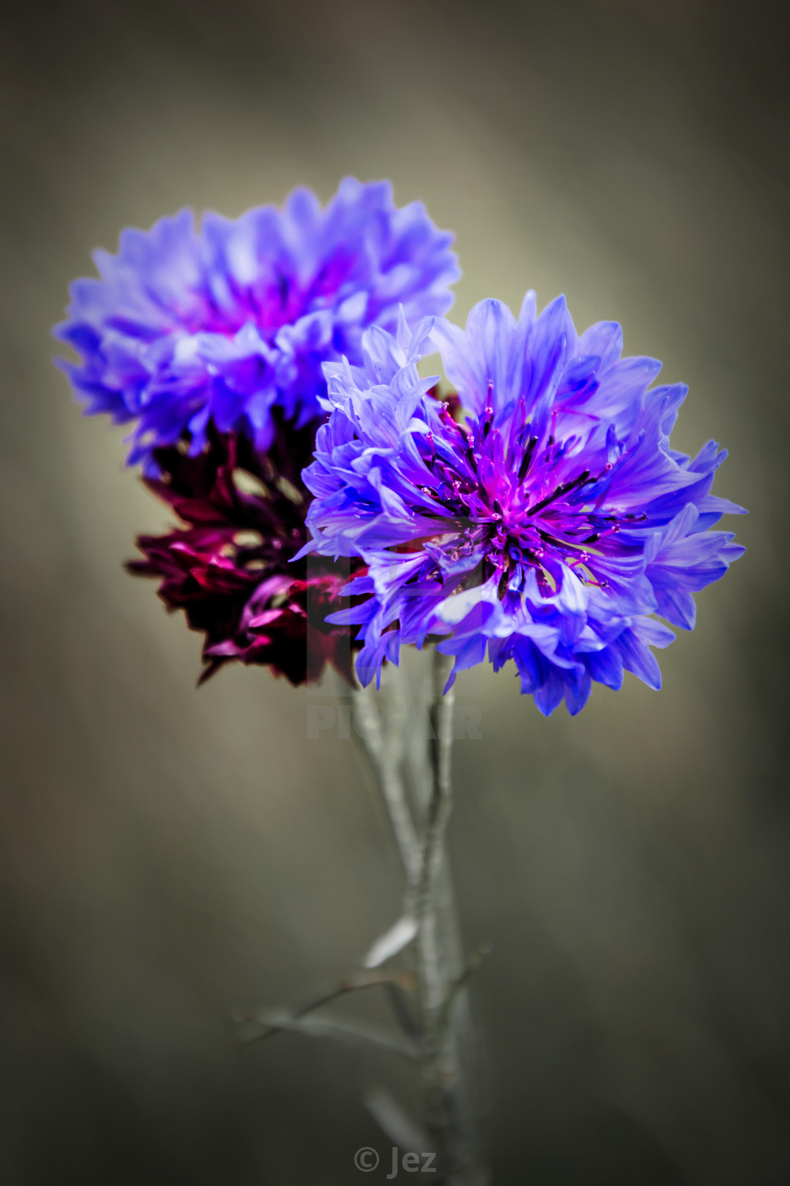 "Cornflowers" stock image