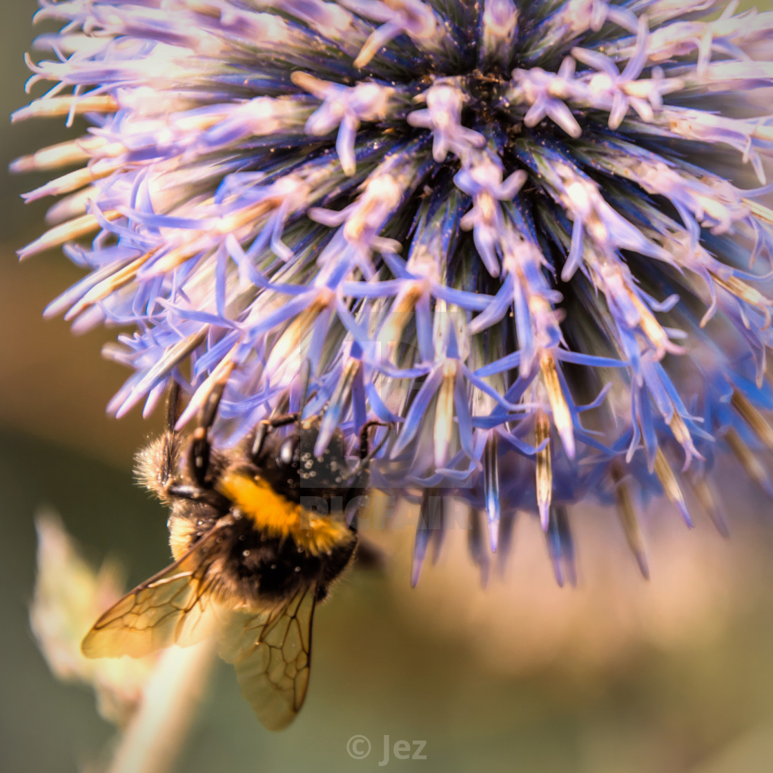 "The busy bee" stock image