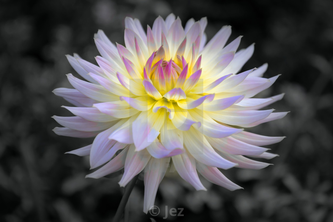 "Dahlia" stock image