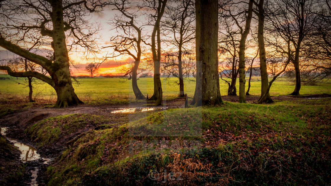 "Between the trees" stock image