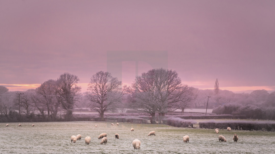 "Cold and frosty with sheep" stock image