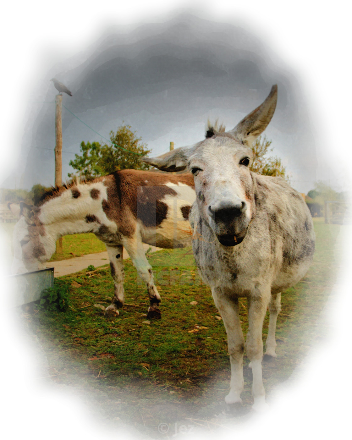 "The inquisitive Donkey" stock image