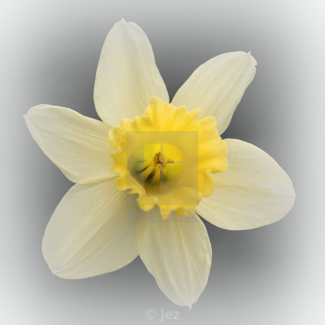 "Daffodil yellow" stock image