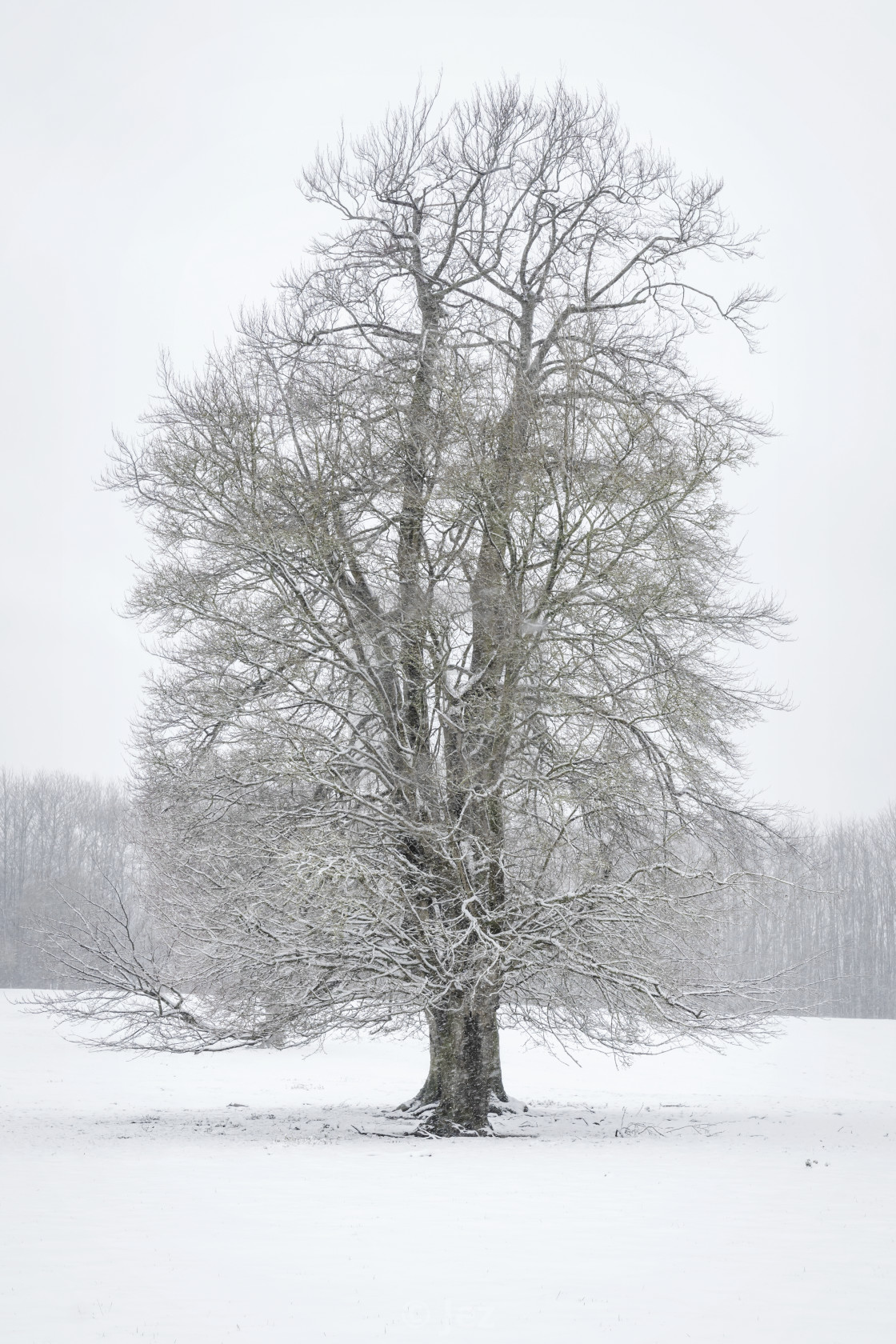 "Winter" stock image