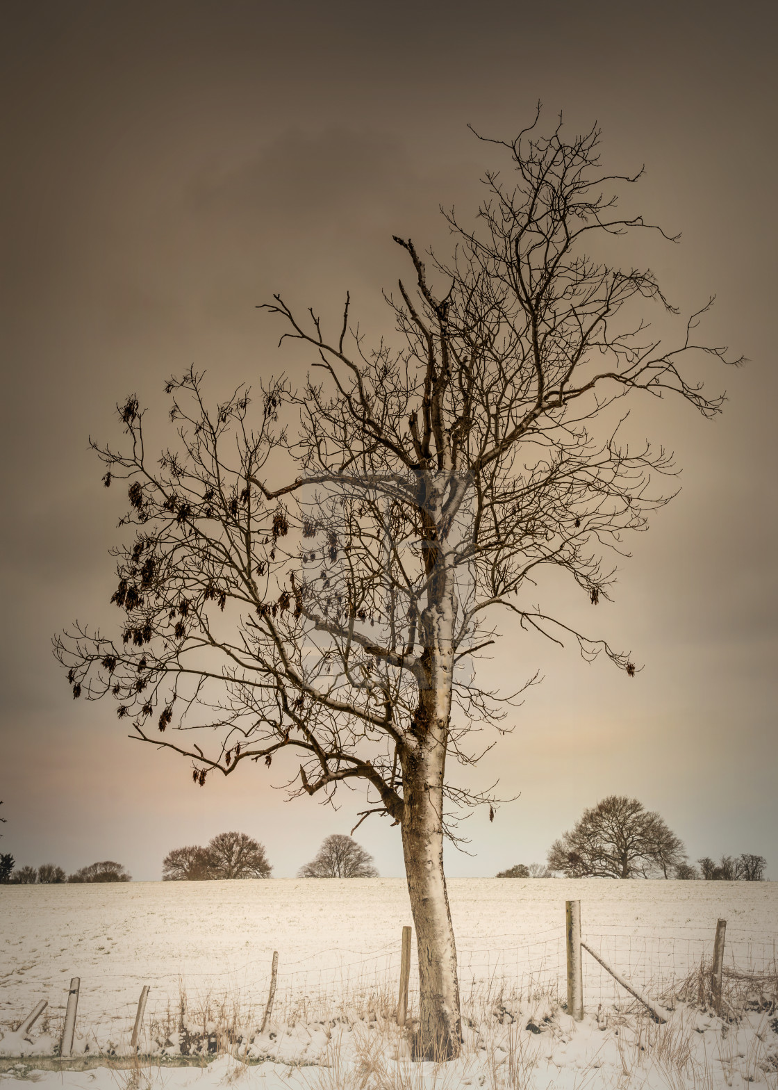 "Winter Tree" stock image